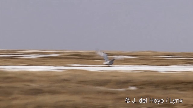 Snowy Owl - ML201434311