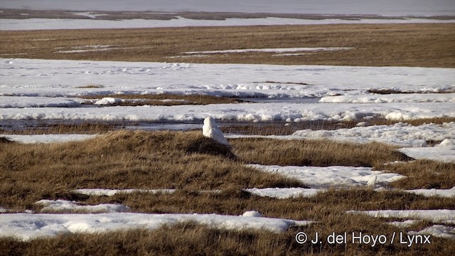 Harfang des neiges - ML201434321