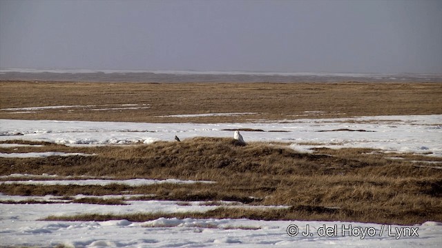 Harfang des neiges - ML201434331