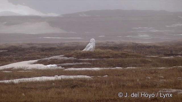 Harfang des neiges - ML201434341