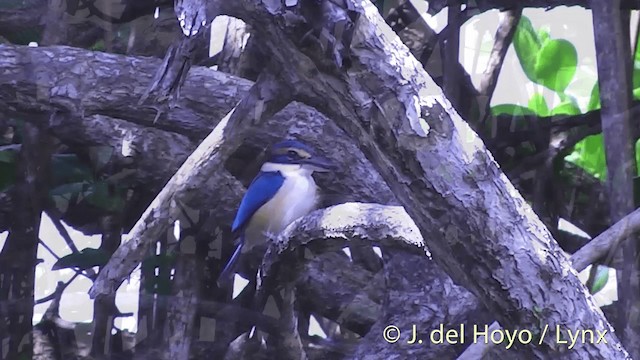 Pacific Kingfisher (Fiji) - ML201434391