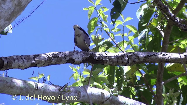 Jungle Myna - ML201434401