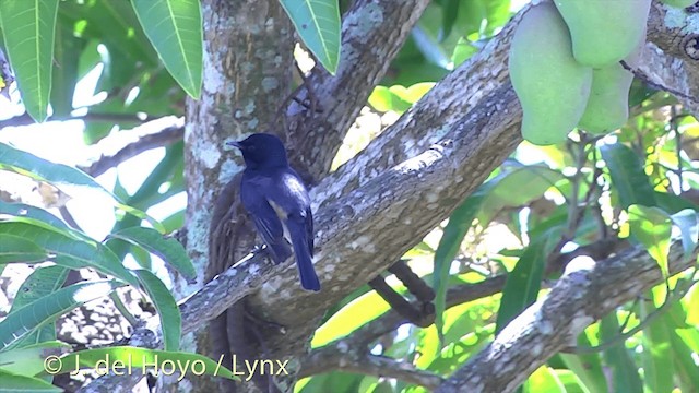 Vanikoro Flycatcher - ML201434561