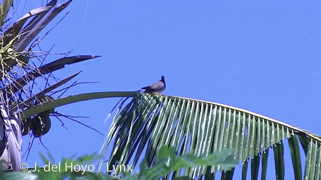珠頸斑鳩(chinensis/tigrina) - ML201434591