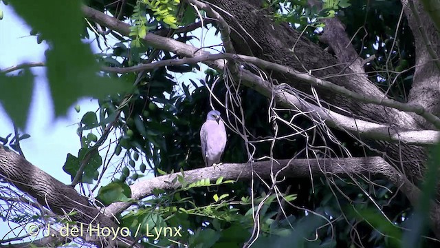 Fiji Goshawk - ML201434611