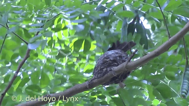 Vanikoro Flycatcher - ML201434681