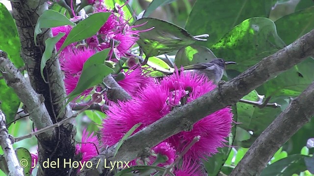 Orange-breasted Myzomela - ML201434711