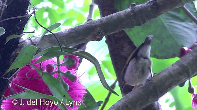 Orange-breasted Myzomela - ML201434761