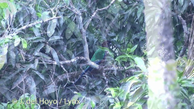 Фиджийский попугай-арлекин - ML201434851