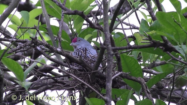 Many-colored Fruit-Dove - ML201434881