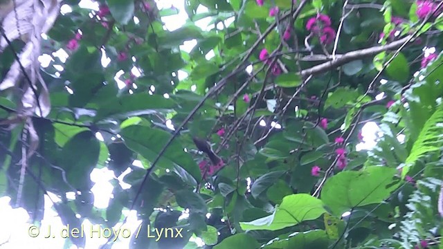 Sarı Bezeli Gri Balkuşu - ML201434901