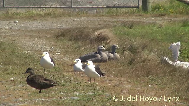 Pacific Black Duck x Mallard (hybrid) - ML201434921