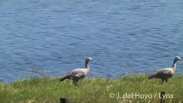 Cape Barren Goose - ML201434931