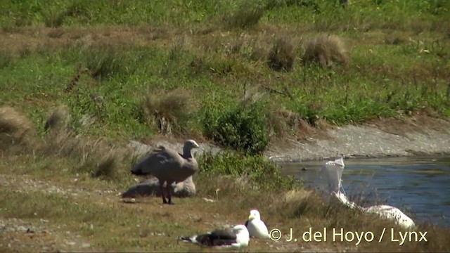 Cape Barren Goose - ML201434941