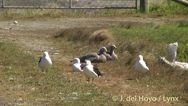 Hühnergans - ML201434951