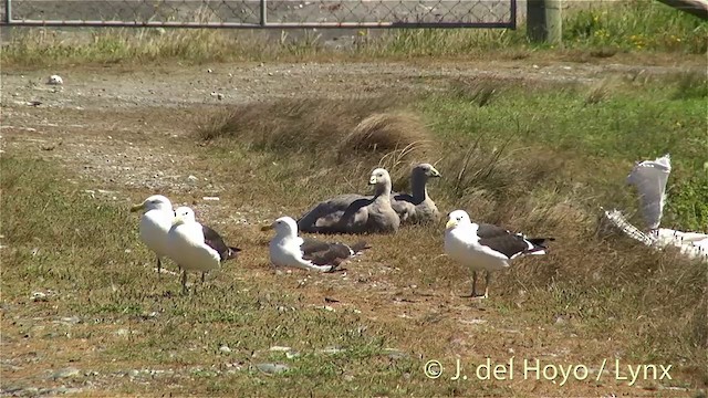 Kelp Gull - ML201434961