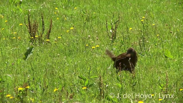 Weka - ML201434971