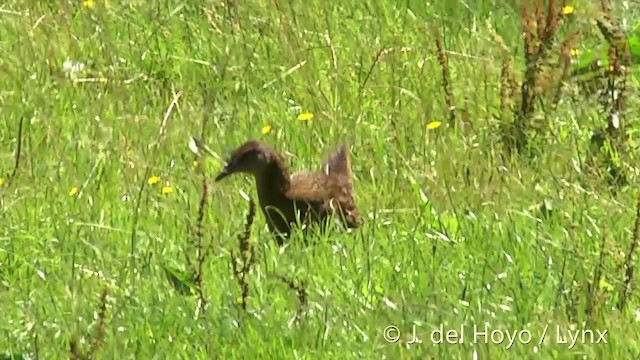 Rascón Weka - ML201434981