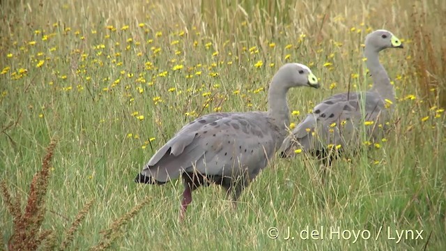 Cape Barren Goose - ML201435011