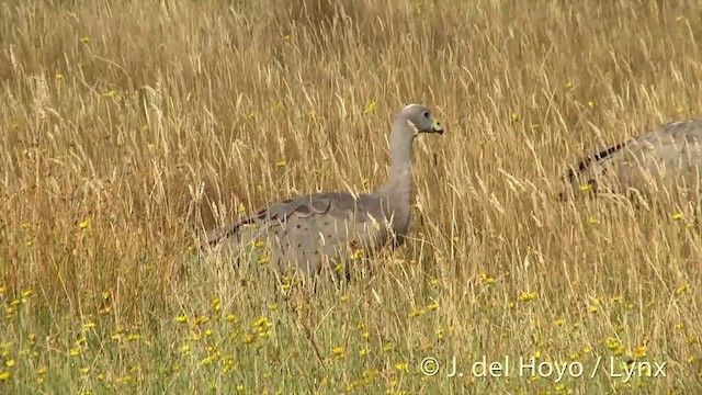 Cape Barren Goose - ML201435021