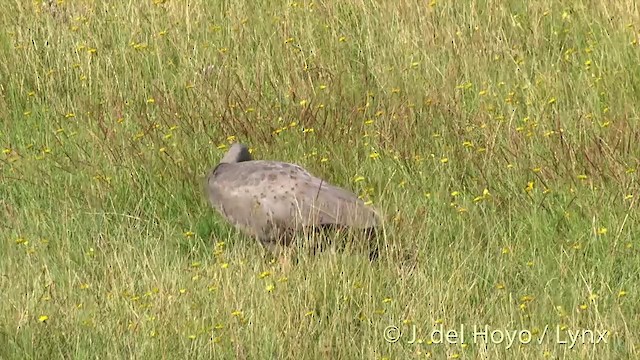 Cape Barren Goose - ML201435031