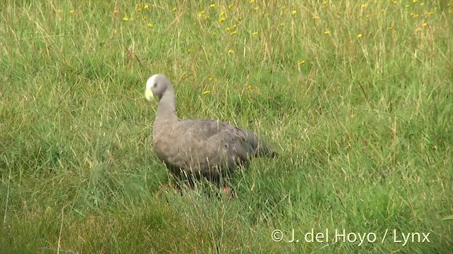 Cape Barren Goose - ML201435041