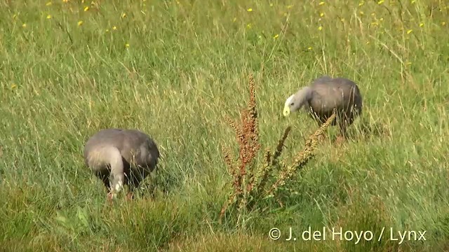 Cape Barren Goose - ML201435051