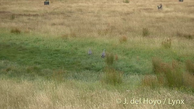 Cape Barren Goose - ML201435061