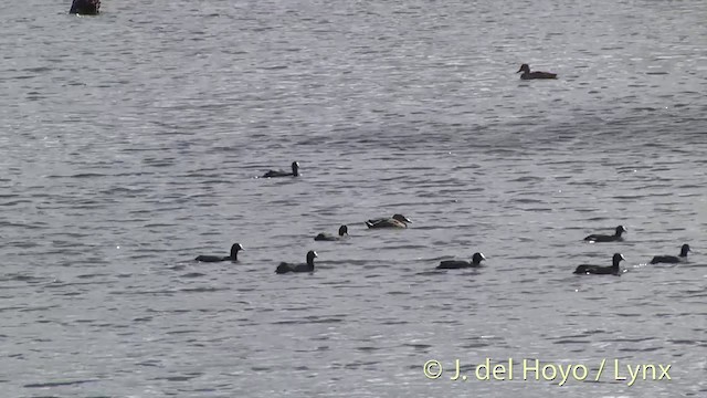 Eurasian Coot - ML201435071