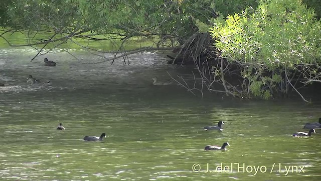 Eurasian Coot - ML201435081