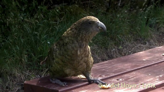 Kea - ML201435091