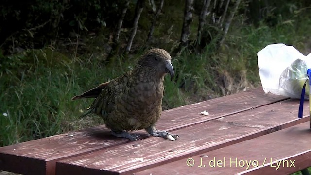 kea - ML201435101