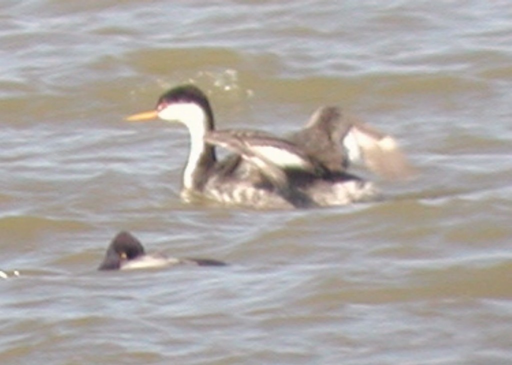 Western/Clark's Grebe - Dan Scheiman