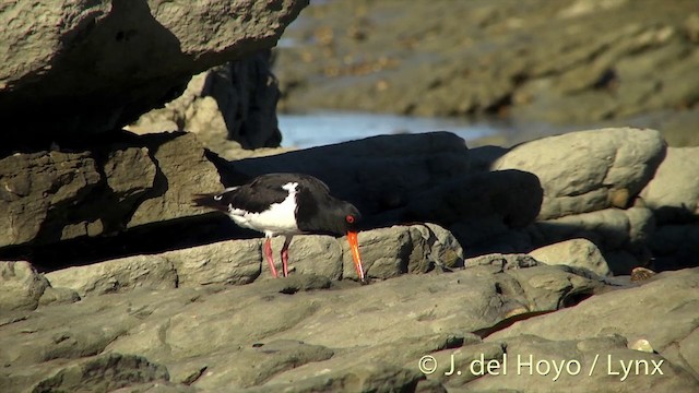 South Island Oystercatcher - ML201435271