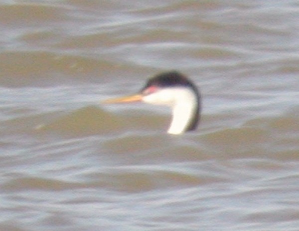 Western/Clark's Grebe - Dan Scheiman