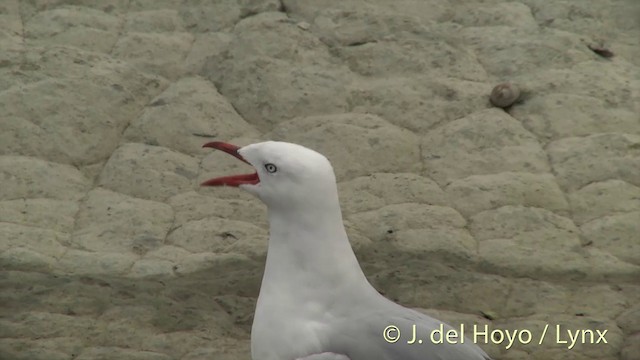 Mouette argentée (scopulinus) - ML201435311