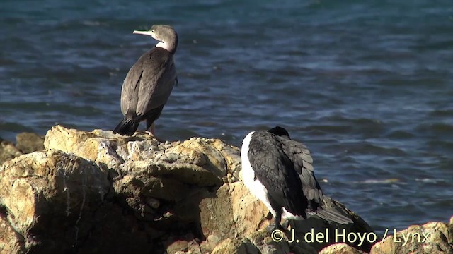 Cormorán Moteado - ML201435371