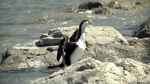 Cormoran varié - ML201435391