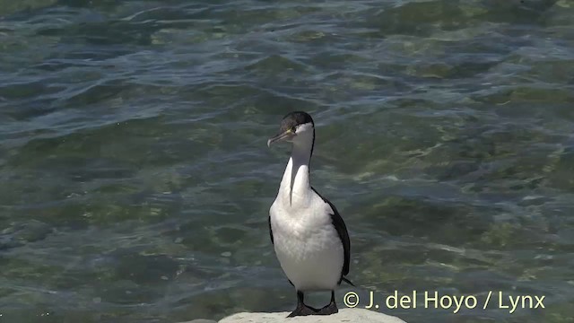 Cormoran varié - ML201435411