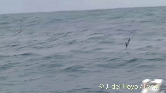 White-faced Storm-Petrel - ML201435441