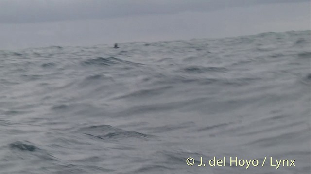 Hutton's Shearwater - ML201435461