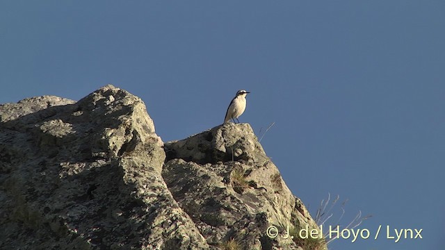 Buztanzuri arrunta (oenanthe/libanotica) - ML201435661