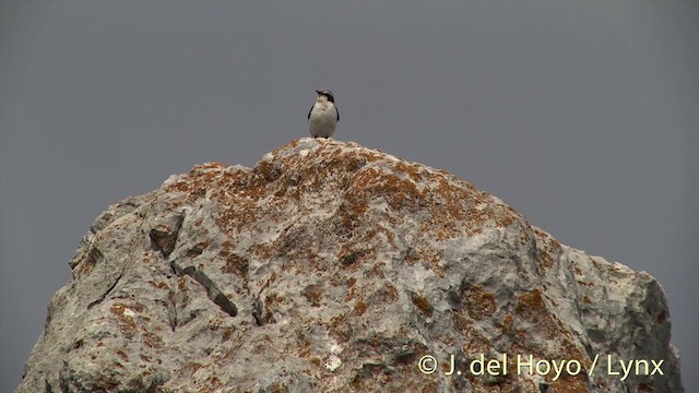 ハシグロヒタキ（oenanthe／libanotica） - ML201435931