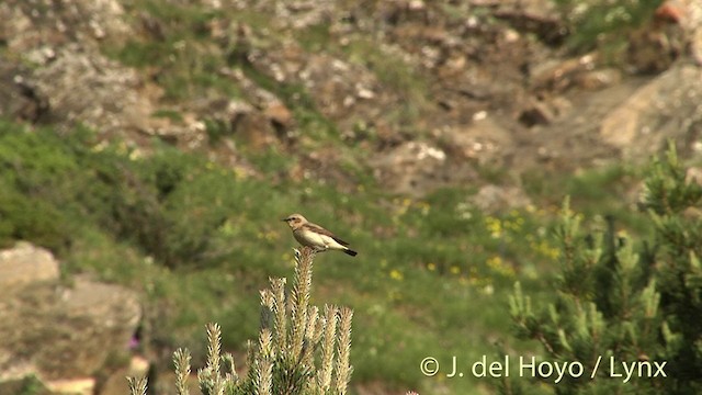 ハシグロヒタキ（oenanthe／libanotica） - ML201435941