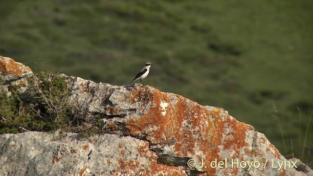 steinskvett (oenanthe/libanotica) - ML201435951