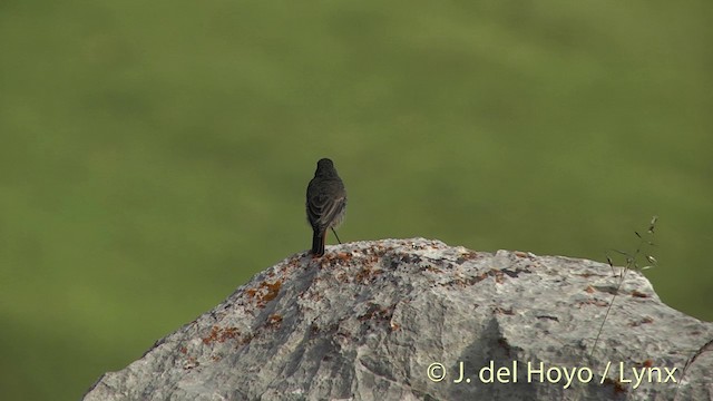 Черная горихвостка (gibraltariensis/aterrimus) - ML201435961