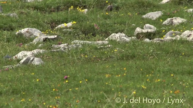 קיכלי סהרון (אירופי) - ML201435971