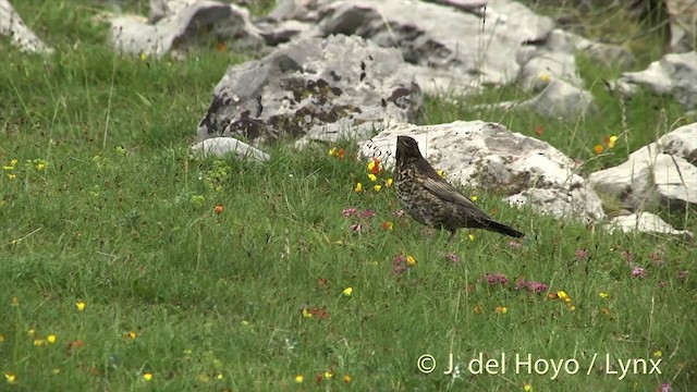 Белозобый дрозд (alpestris) - ML201435981