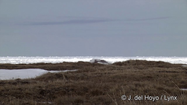 Harfang des neiges - ML201436061