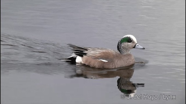 American Wigeon - ML201436081